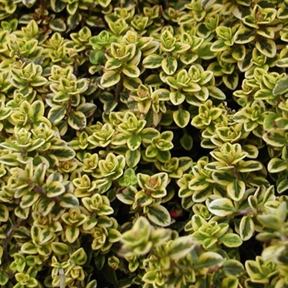 Bakker Thym citron doré vivace pot 8cm aromatique citronné