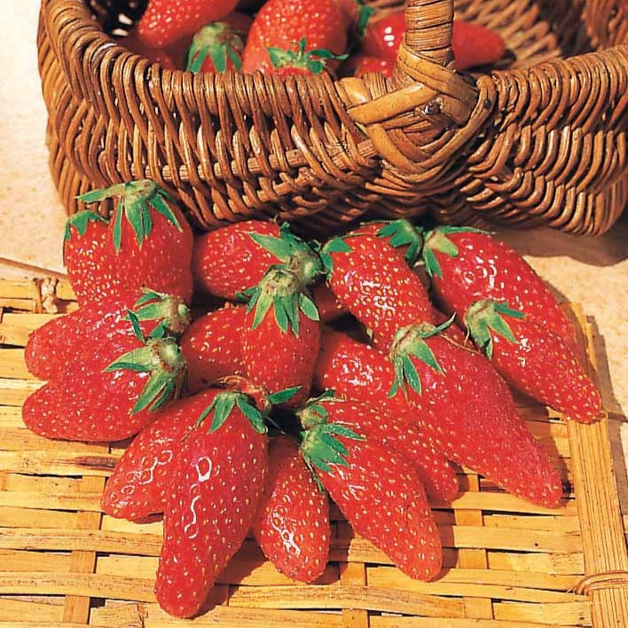 Bakker Collection 60 fraisiers racines nues 6 mois récolte