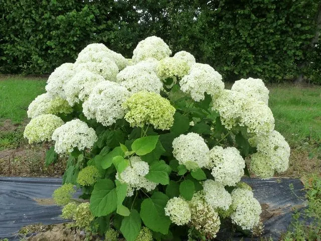 Les Hortensias du Haut Bois Annabelle hortensia blanc rond godet