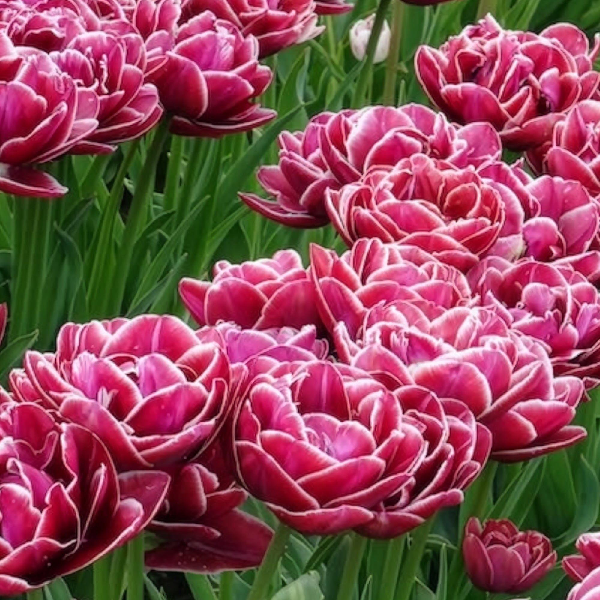 Bakker Tulipe Dream Touch bulbes sachet 7 roses pivoine