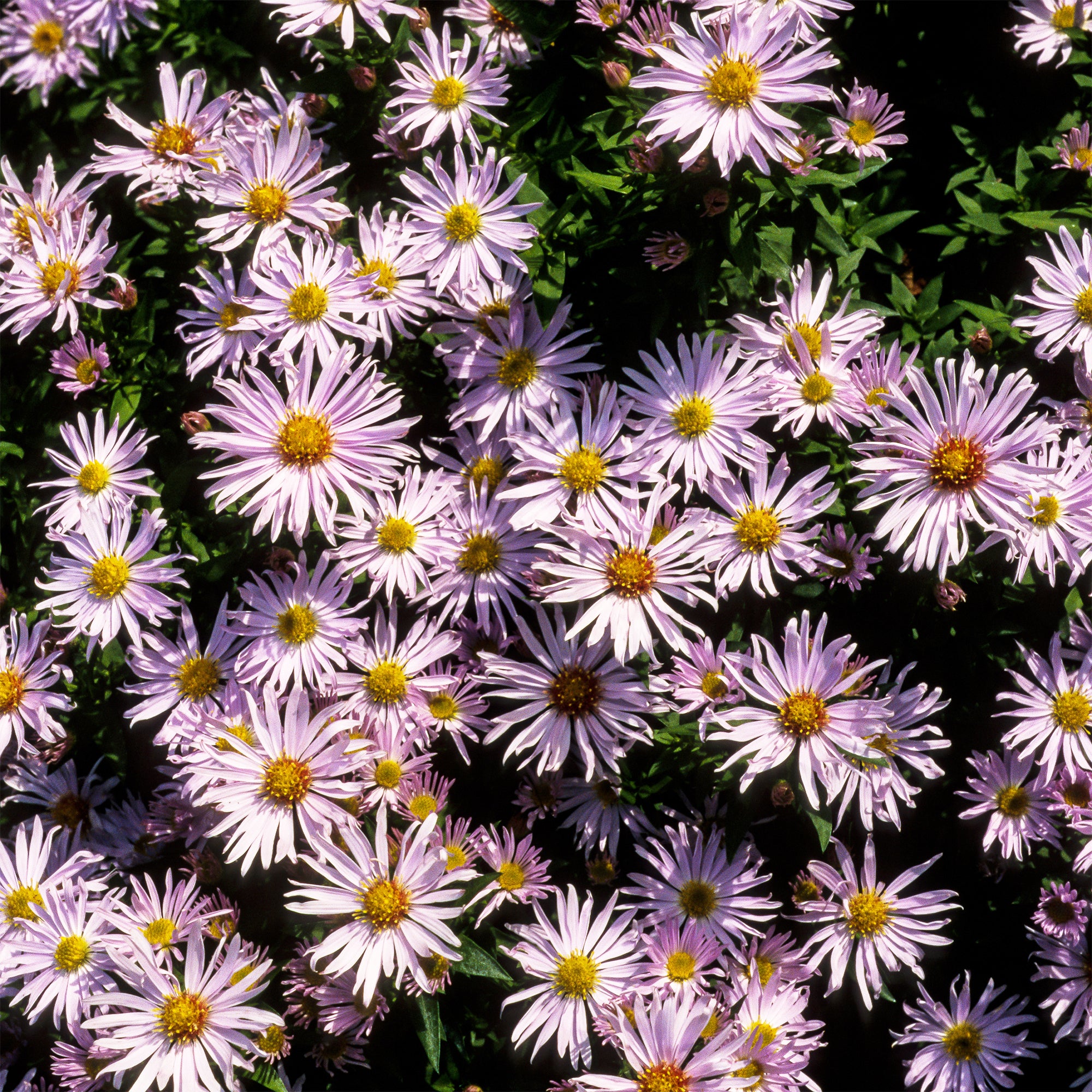 Bakker Aster nain Silberblaukissen vivace violette pot 9cm