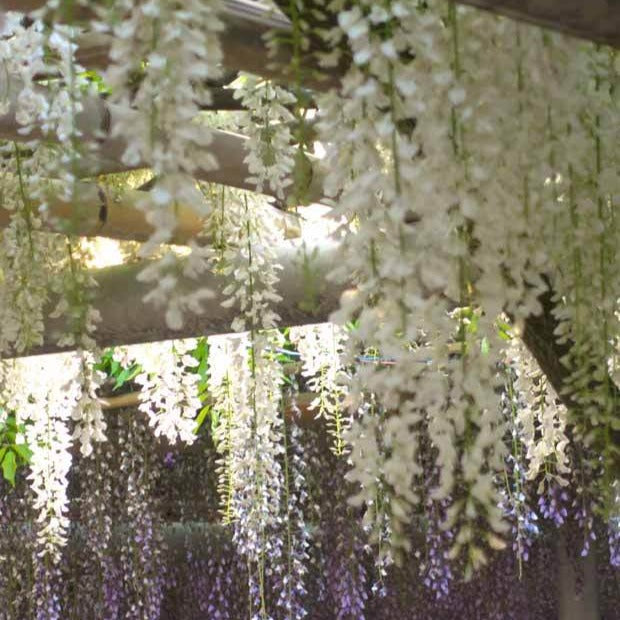 Bakker Glycine Blanche sur Tige Wisteria pot 2 L tige 50 cm