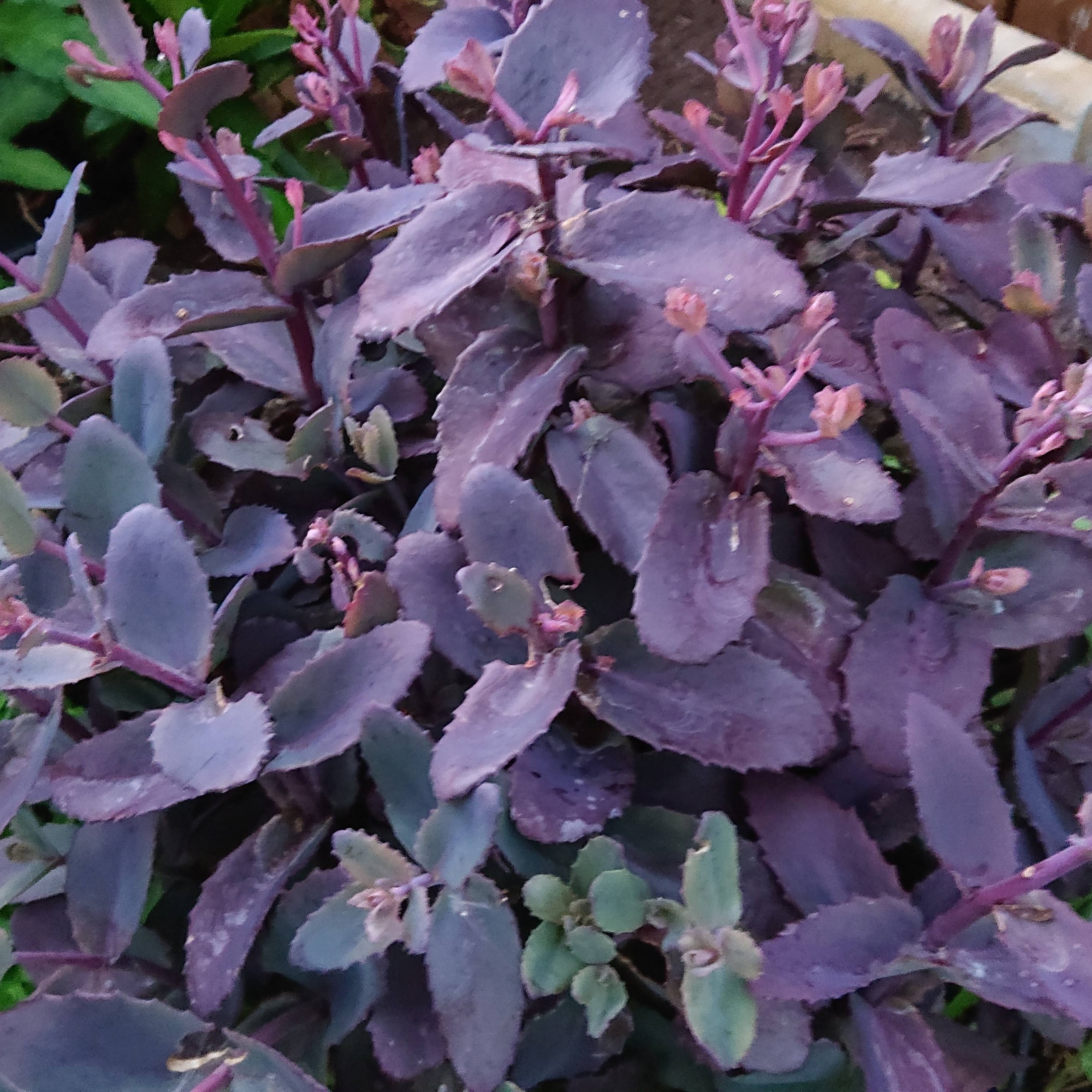 Passion Vivaces Sedum Black Beauty plante vivace pot 1L pourpre