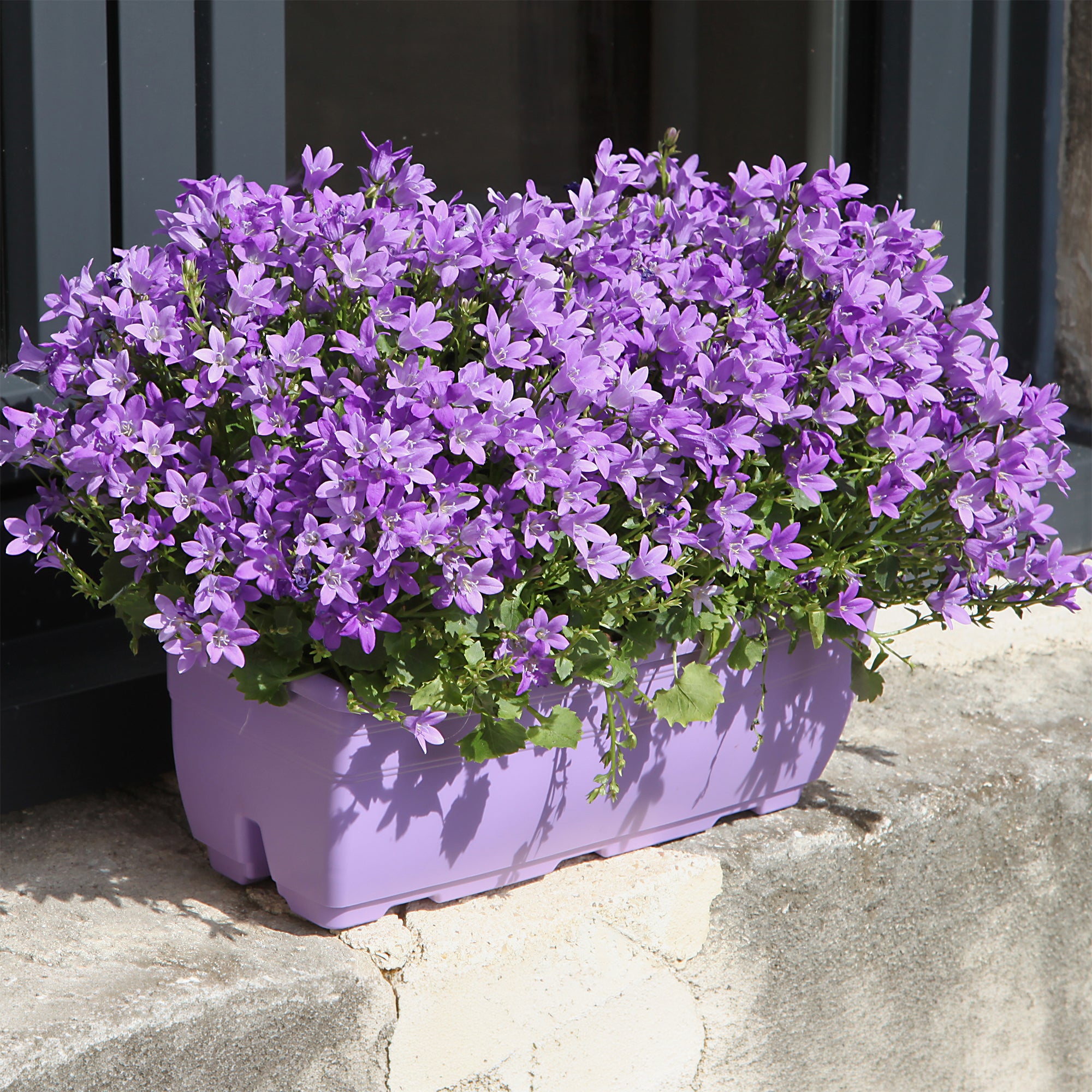 Bakker Campanule des murailles pot 9cm fleur violette couvre-sol
