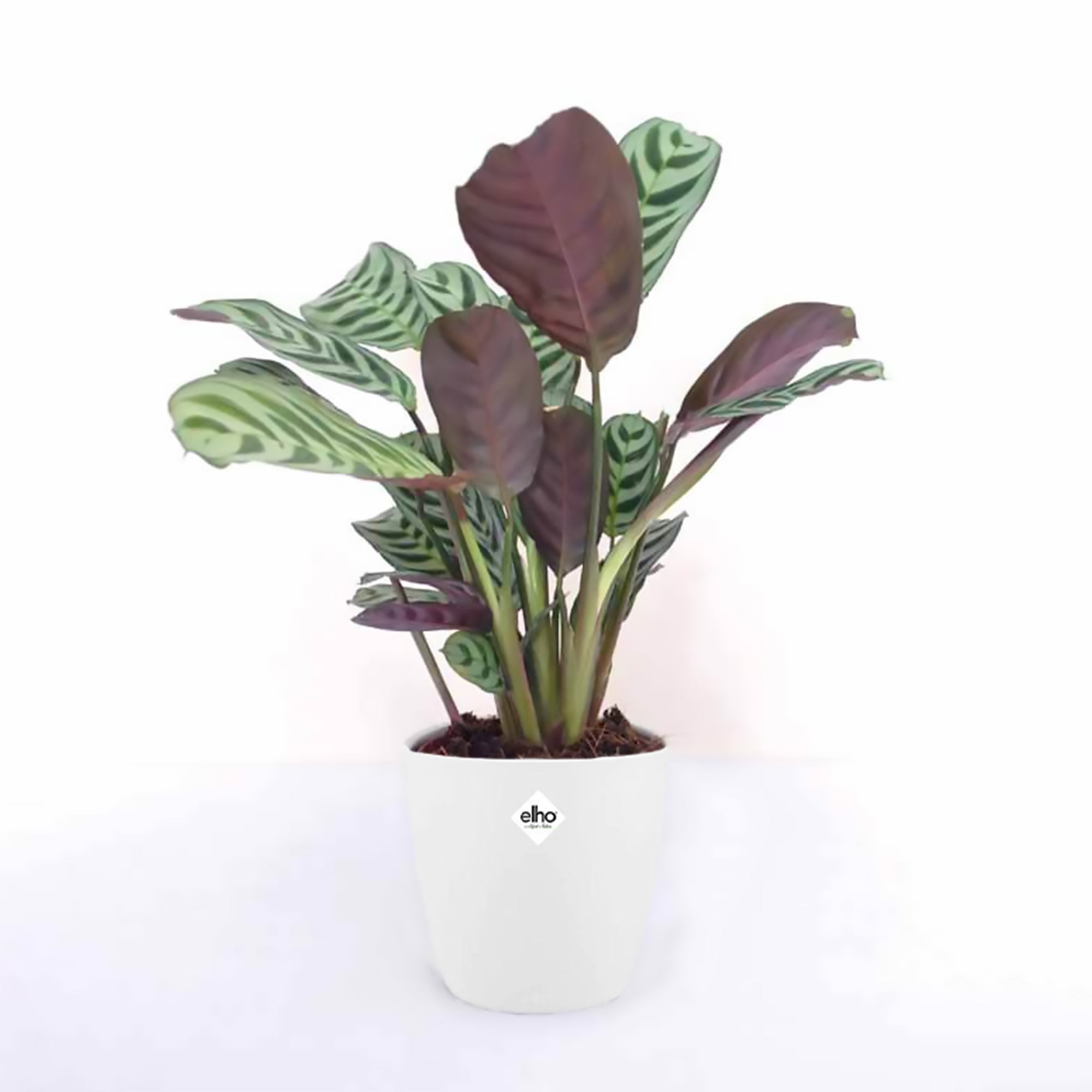 Bakker Dormeuse cache-pot blanc 14 cm plante d'intérieur lot 2