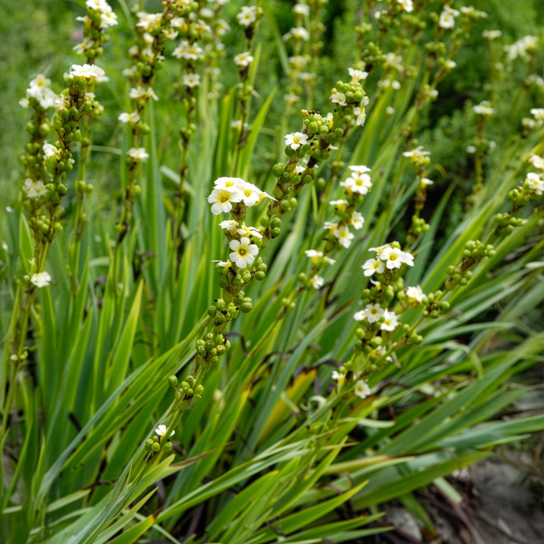 Bakker Bermudienne striée vivace pot 8cm fleurs jaunes