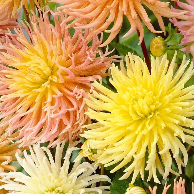 Bakker Bulbes à fleurs Dahlia Star bulbes sachet de 5 mélange
