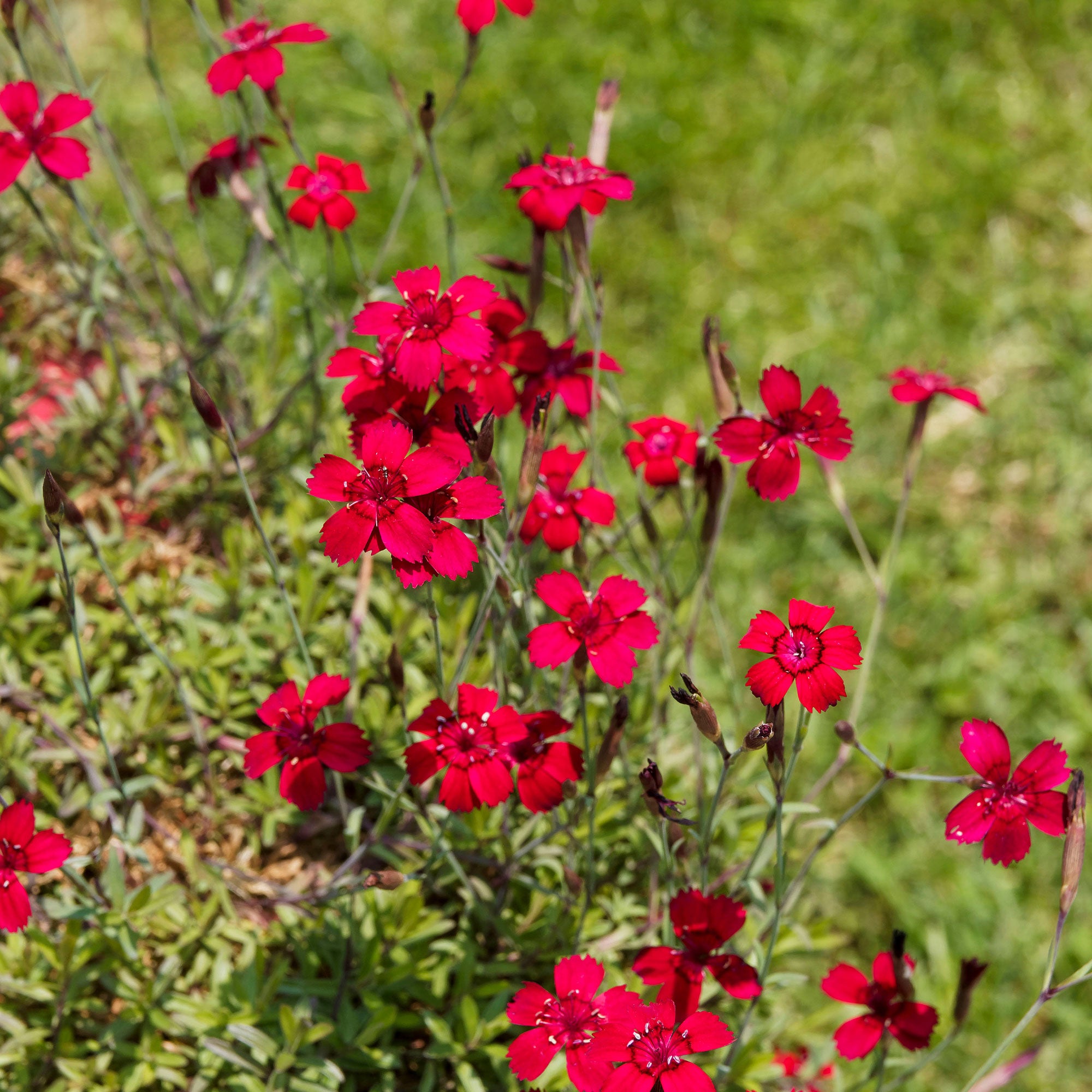 Bakker Flashing Light oeillet à delta pot 9cm rouge tapissant