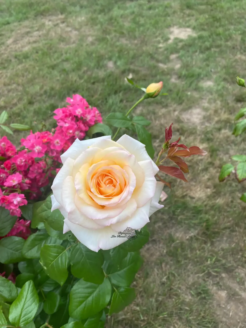 Michel Adam Anastasia Adamariat rosier tige blanc grande fleur