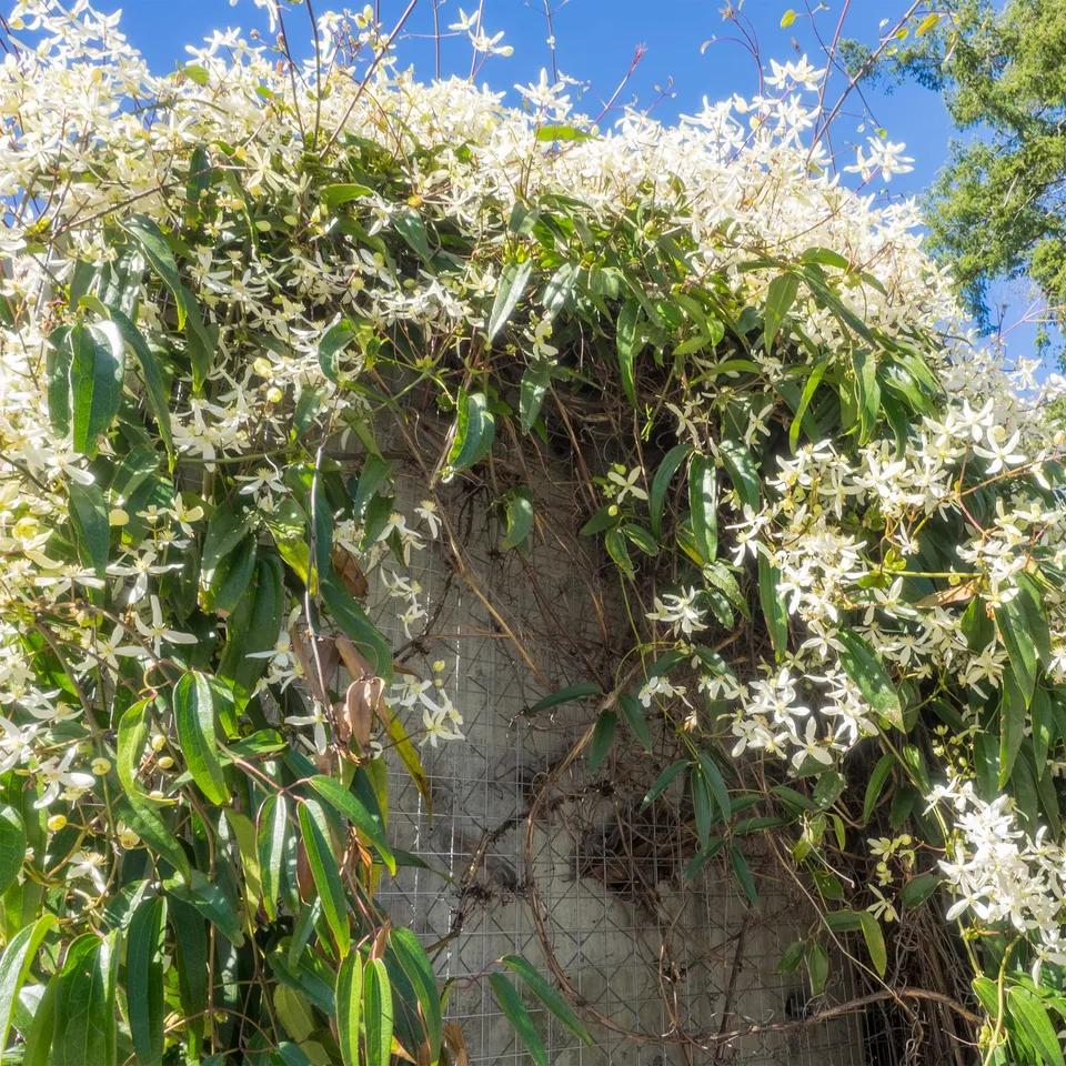Bakker Clématite Armandii blanc grimpante pot 11cm