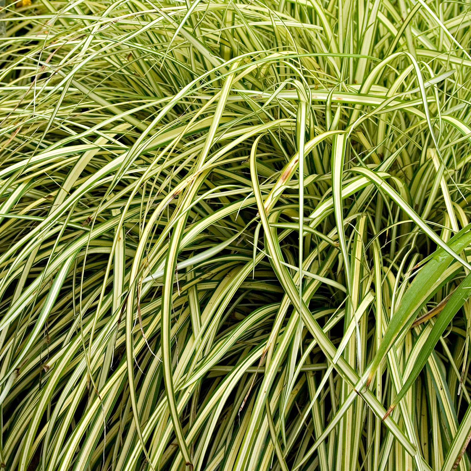 Bakker Carex Evergold laîche 2 pots Ø 9cm persistante