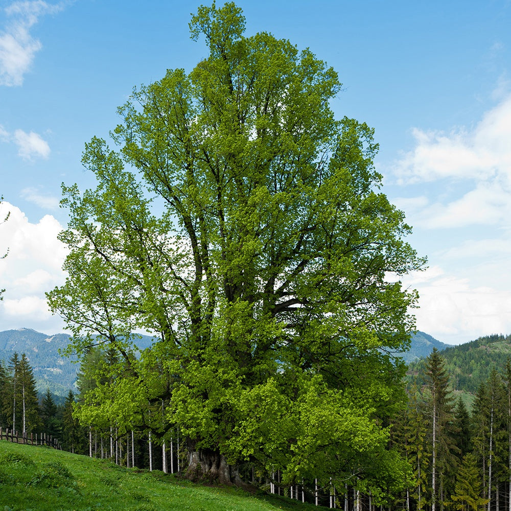 Bakker Tilleul à petites feuilles arbre pot 2L 40-60cm