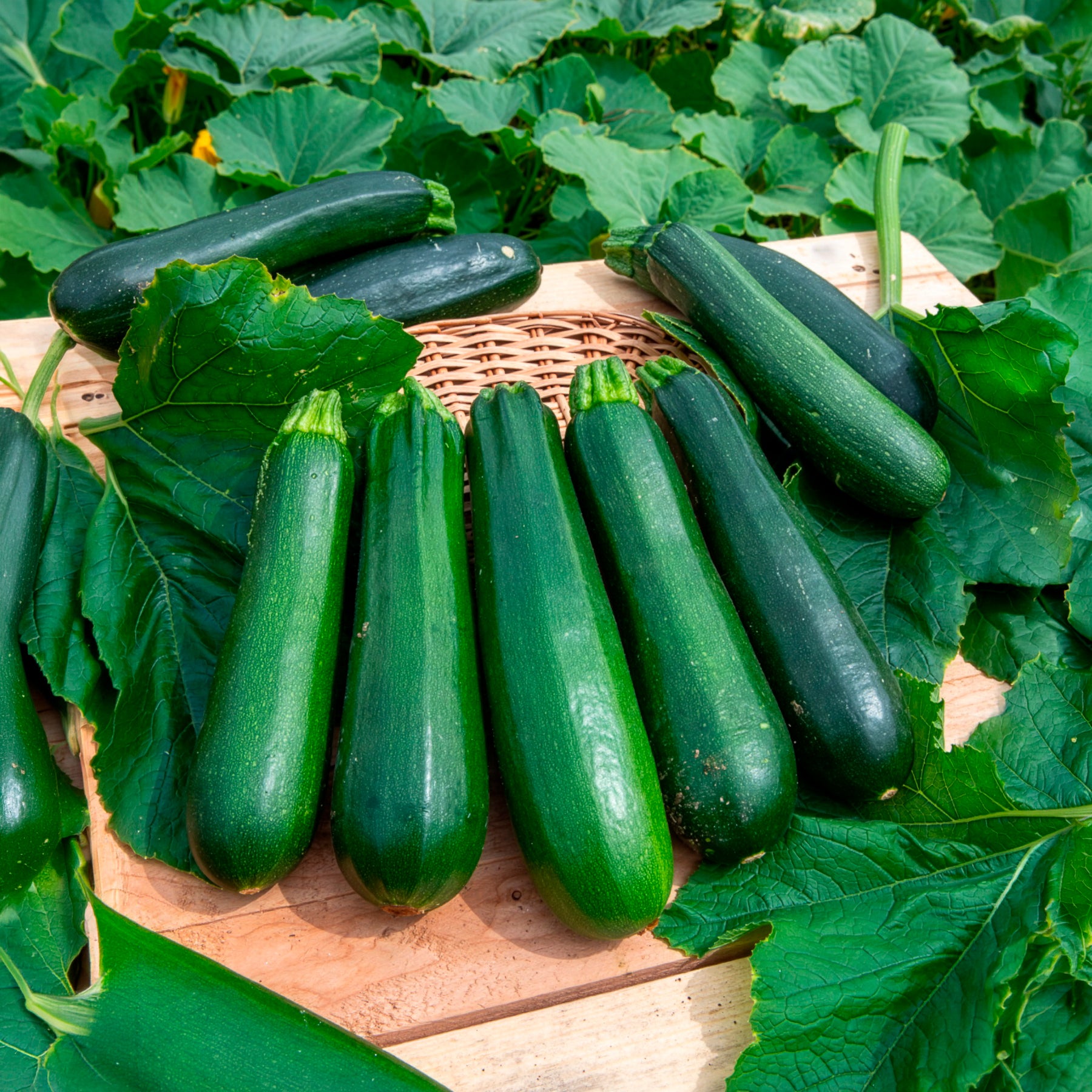 Bakker Potager Courgette Maraîchers Bio graines sachet 2g verte