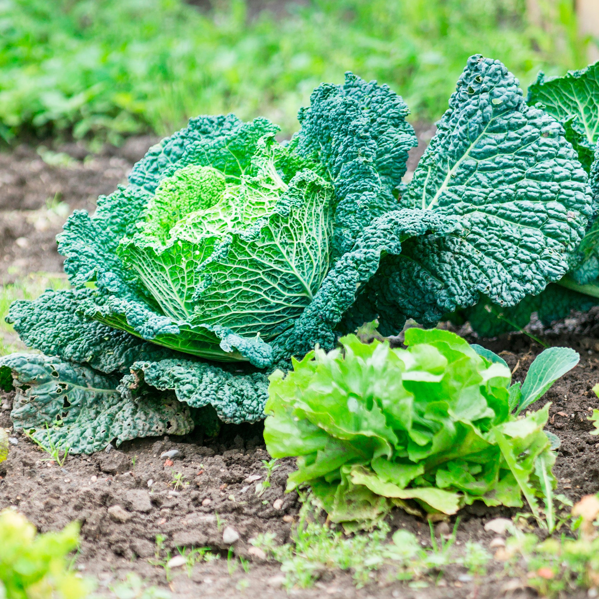 Bakker Chou de Milan Manon F1 plant 6 mottes 7cm potager