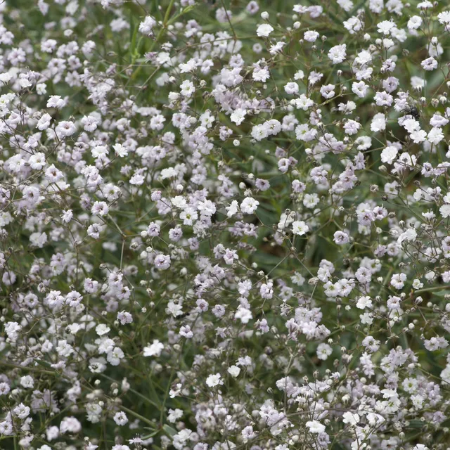 Bakker Rosenschleier gypsophile pot 9cm rose 40 cm