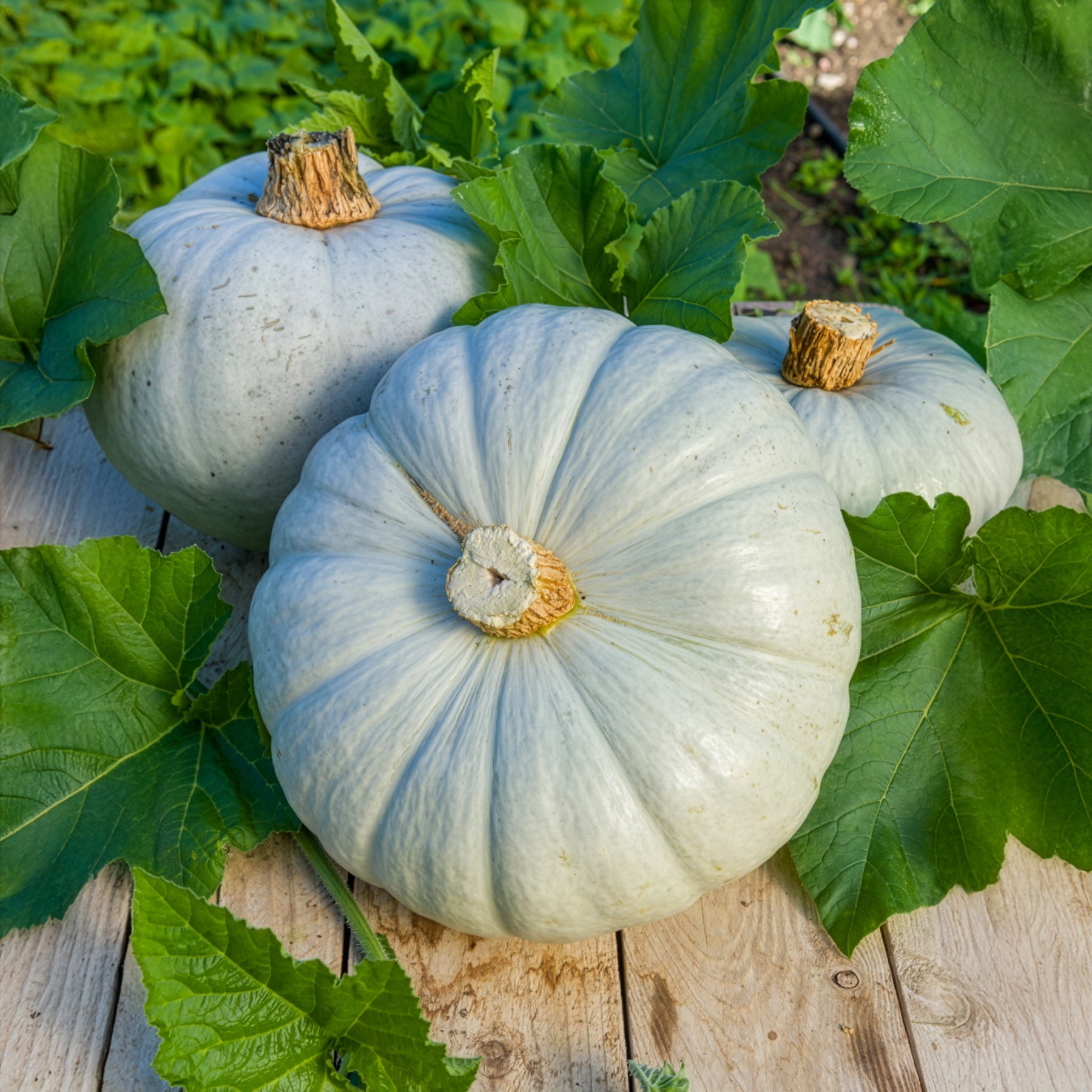 Bakker Potager Potiron bleu de Hongrie sachet chair sucrée