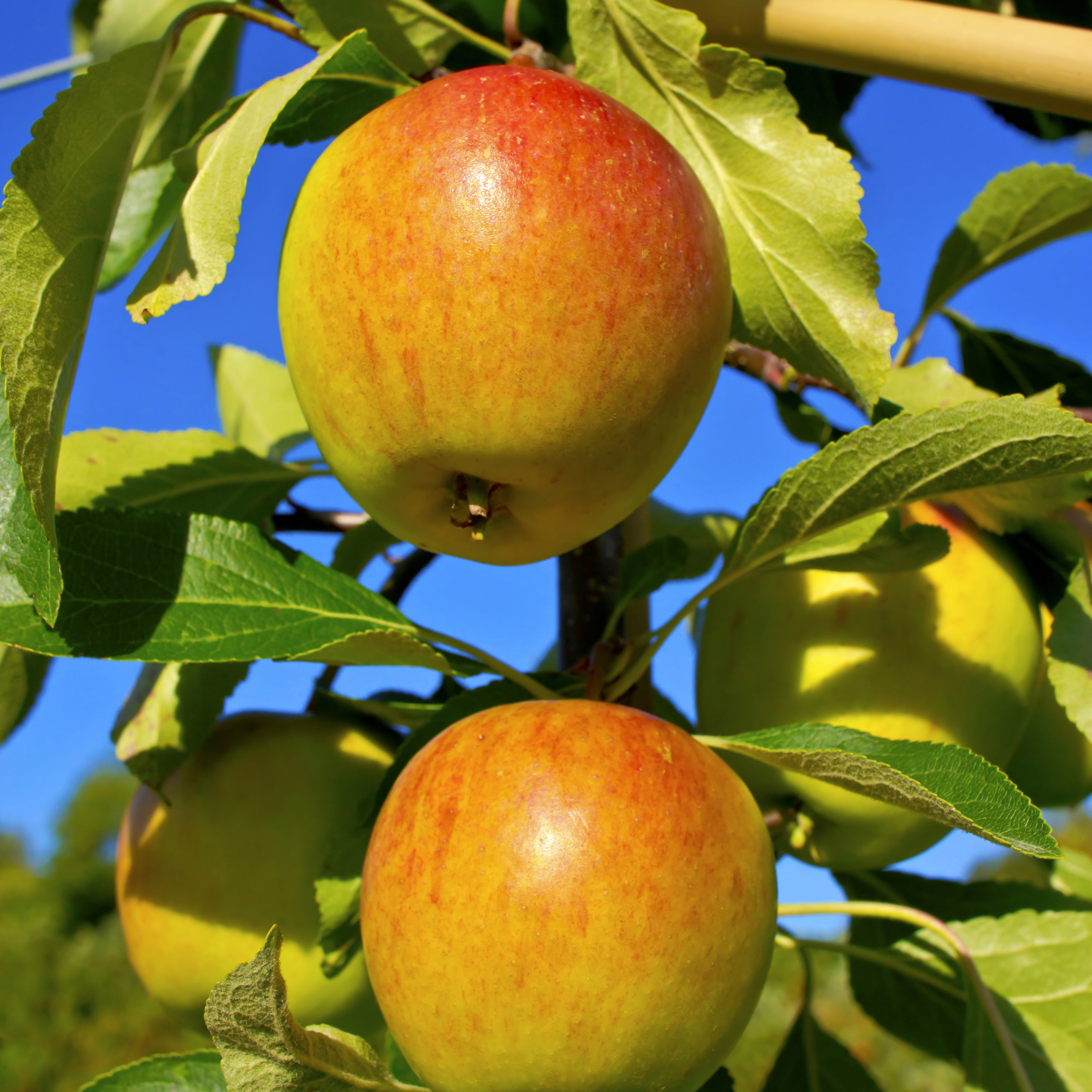 Bakker Pommier Cox Orange arbre fruitier motte gobelet 2 ans
