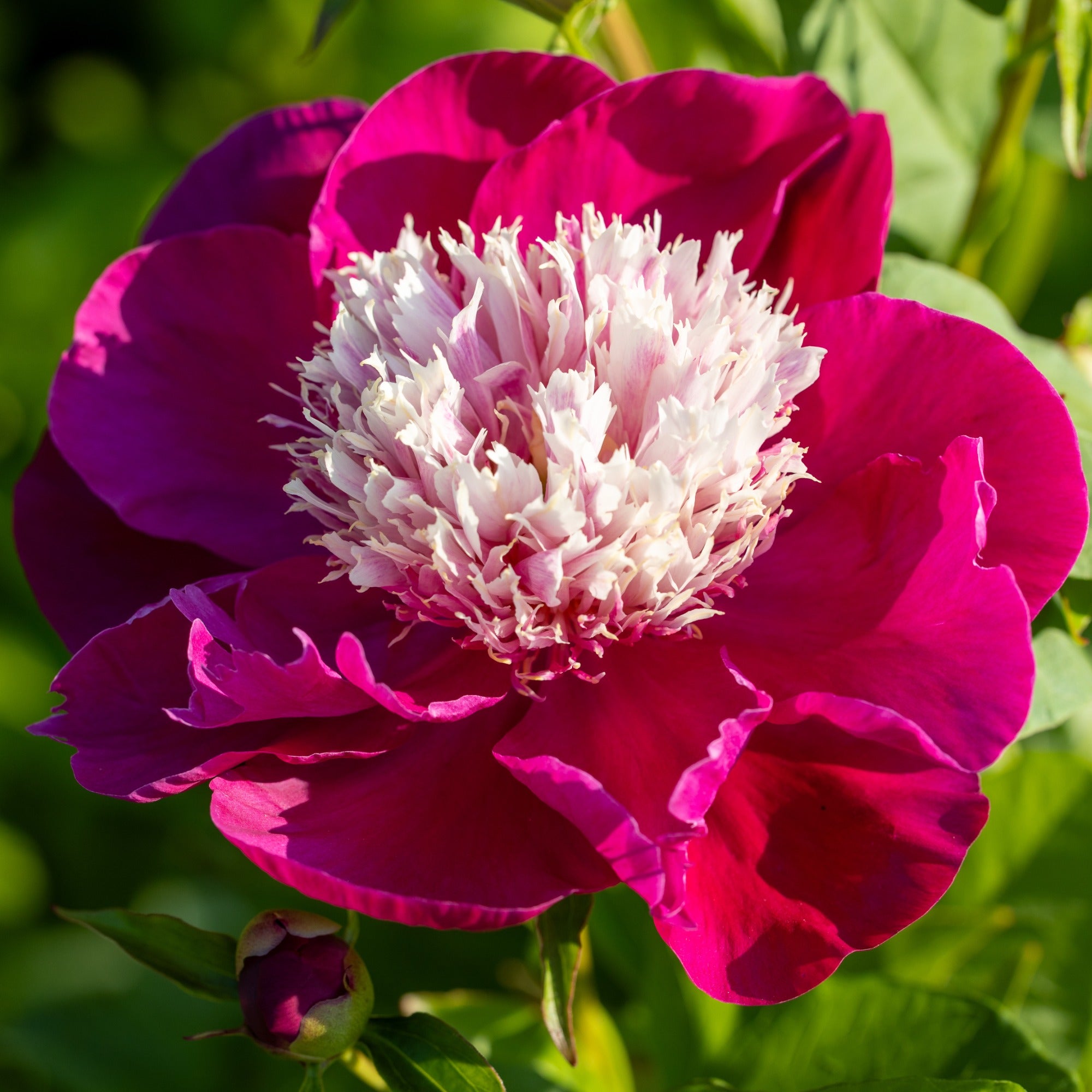 Bakker Pivoine White Cap Racine Nue 2-3 Yeux Fuchsia