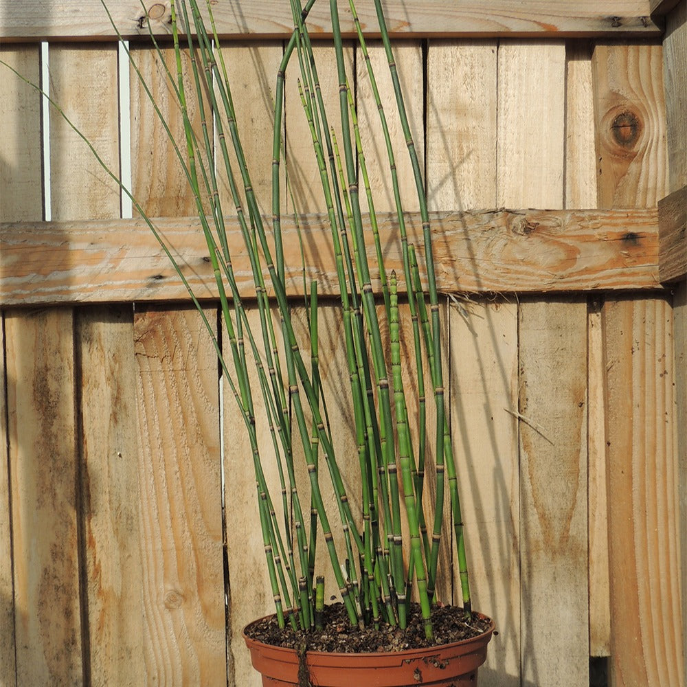 Bakker Prêle japonaise plante de bassin pot Ø 9cm berge