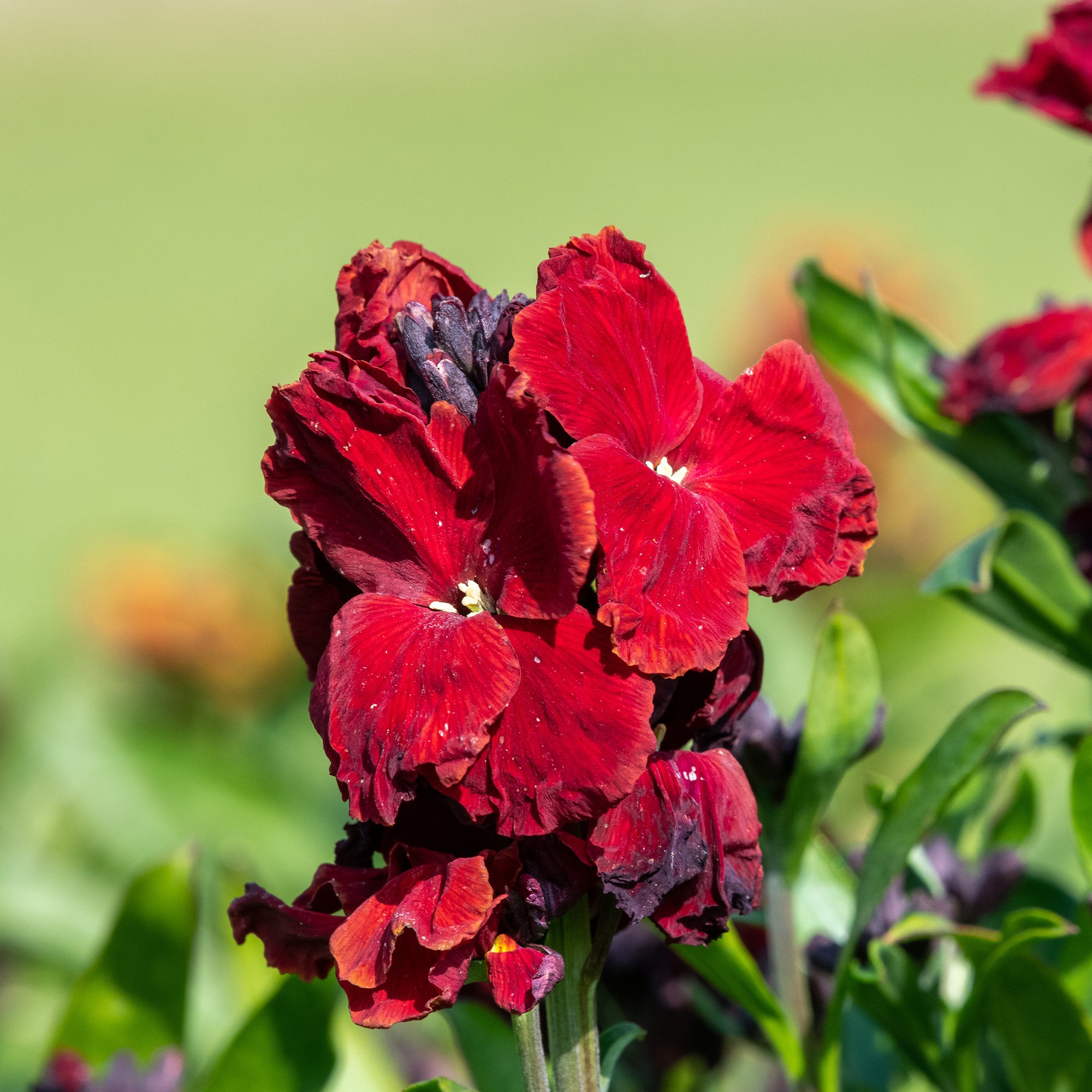 Bakker Giroflée Colour Vibe Red fleur rouge godet 9cm