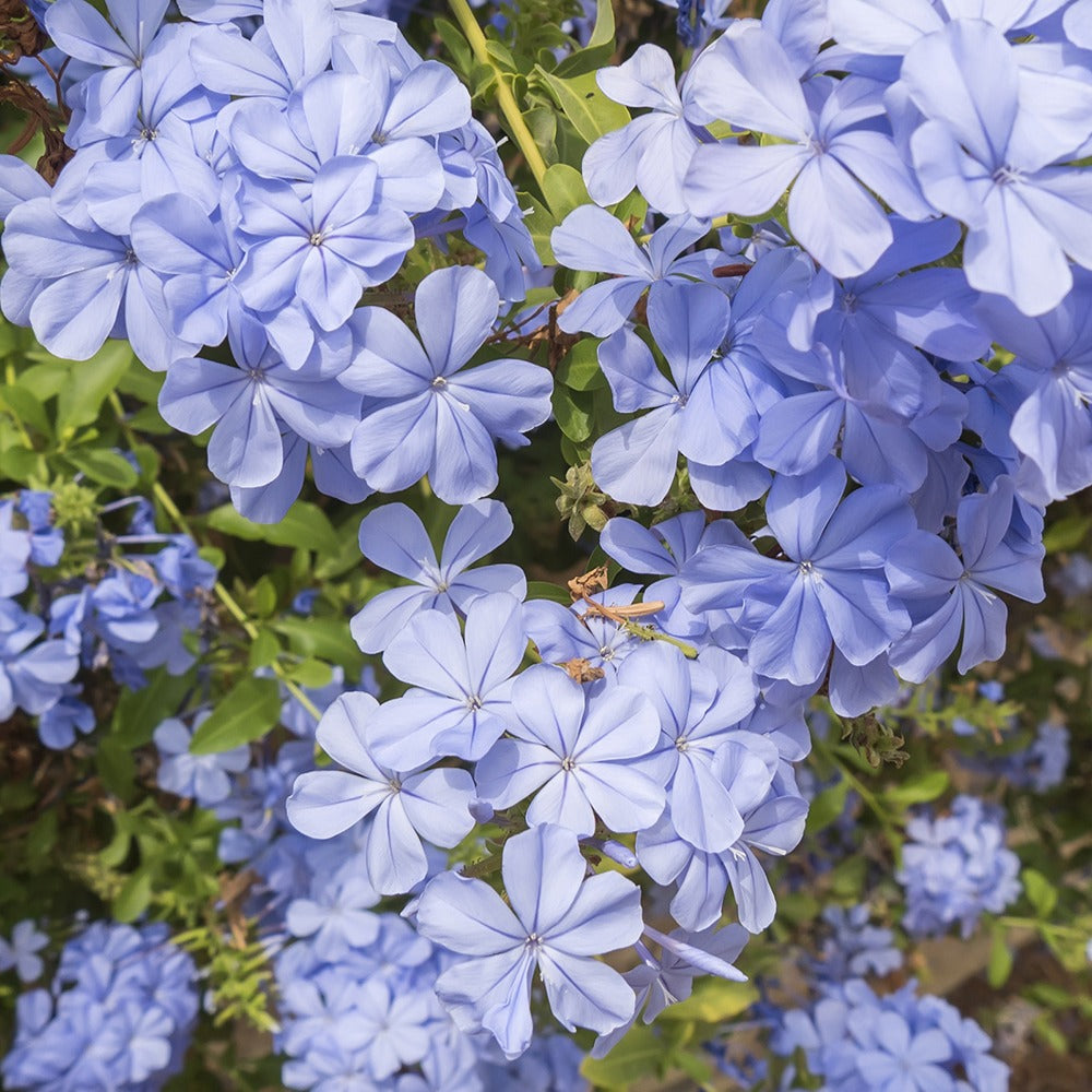 Bakker Plumbago auriculata dentelaire pot 9cm bleu ciel