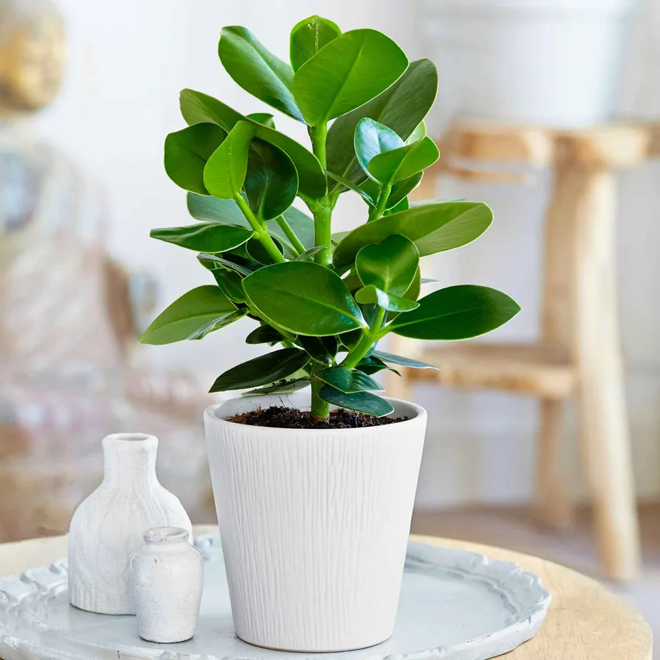 Bakker Clusia Princess plante verte pot Ø12 cm 20 cm