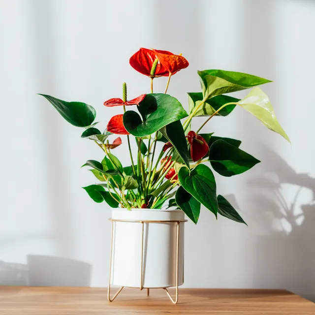 Bakker Anthurium rouge plante fleurie pot 12cm floraison longue