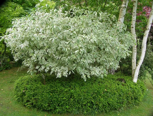 Ripoche Cornus alba Miracle cornouiller nain bois rouge