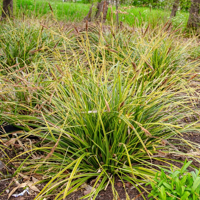 Bakker Laîche du Japon panachée Carex plante pot Ø9cm lot de 2