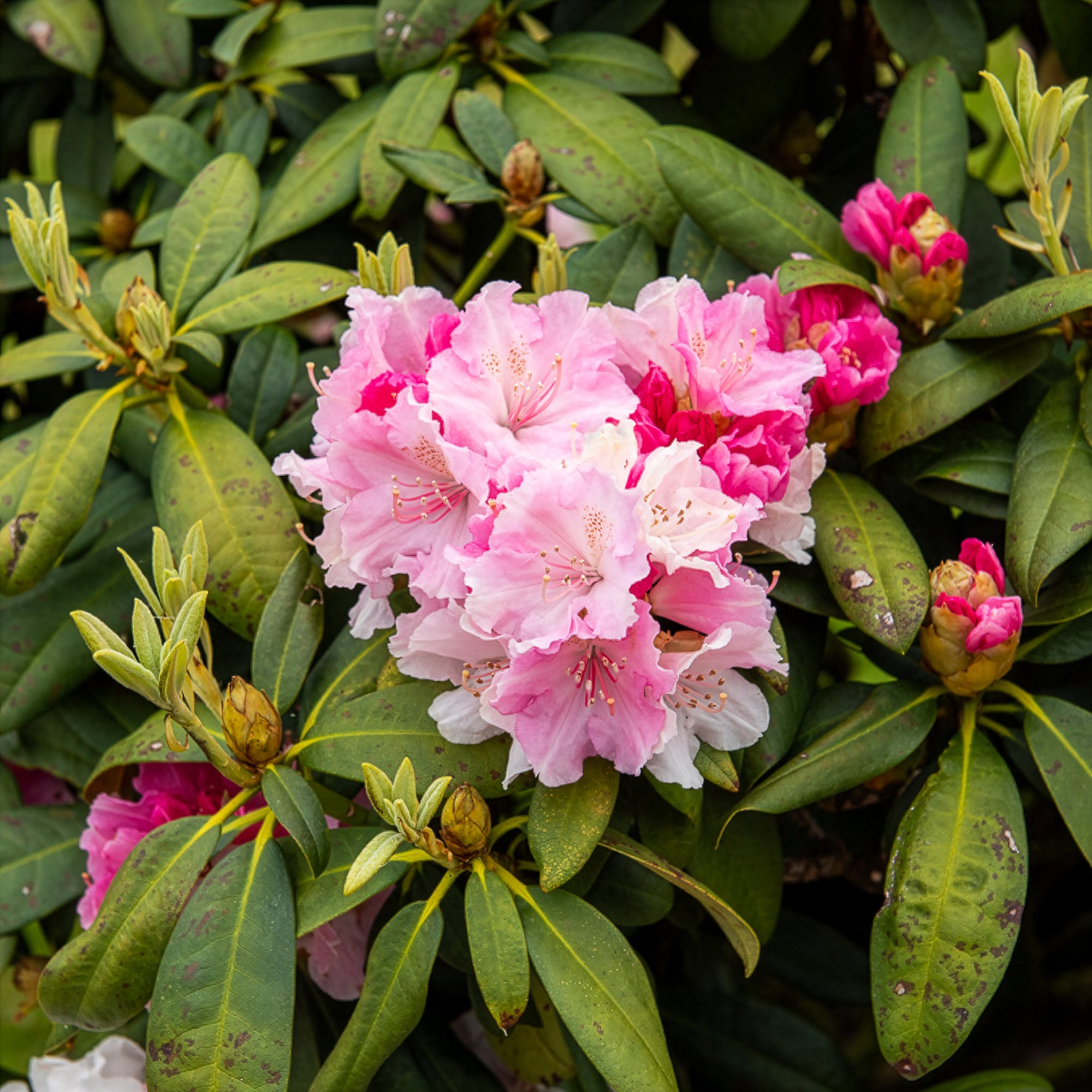 Bakker Rhododendron yak Doc arbuste pot 3L fleur rose 20-30cm