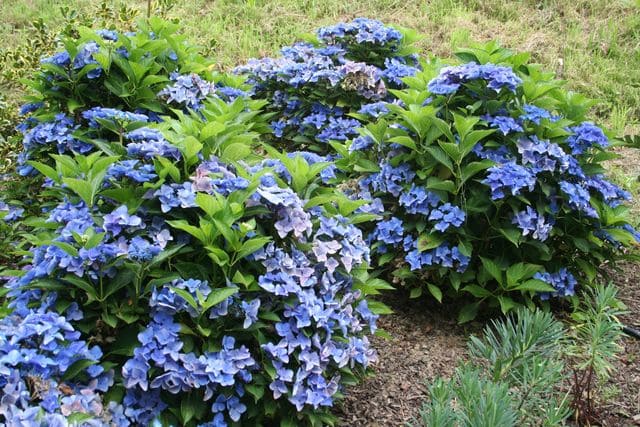 Les Hortensias du Haut Bois Pfau hortensia fleurs plates