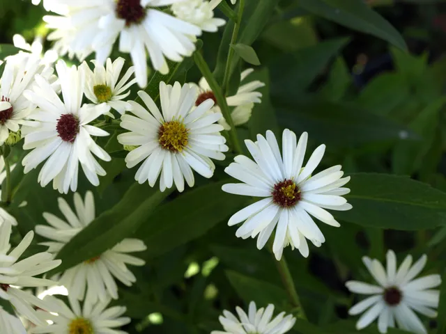 Passion Vivaces Aster novi-belgii Boningale White plante blanche