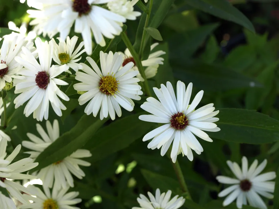 Passion Vivaces Aster novi-belgii Boningale White plante blanche