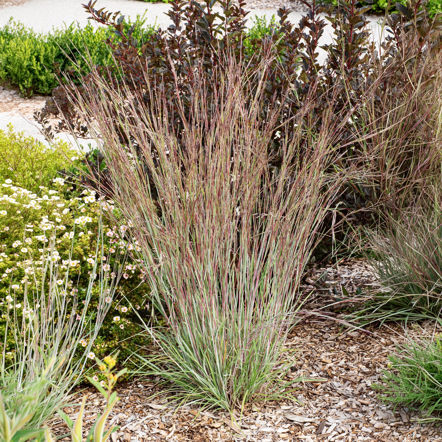 Bakker Plantes Andropogon Standing Ovation graminée pot 9cm