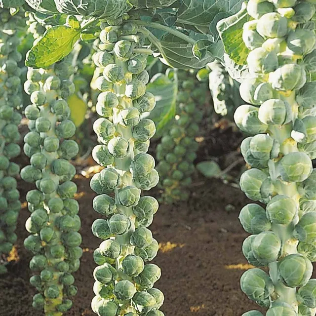 Bakker Potager Chou de Bruxelles Igor F1 Bio 30 graines