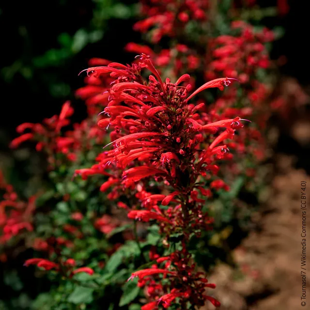 Bakker Plantes vivaces Agastache Kudos Red plante godet Ø9cm rouge