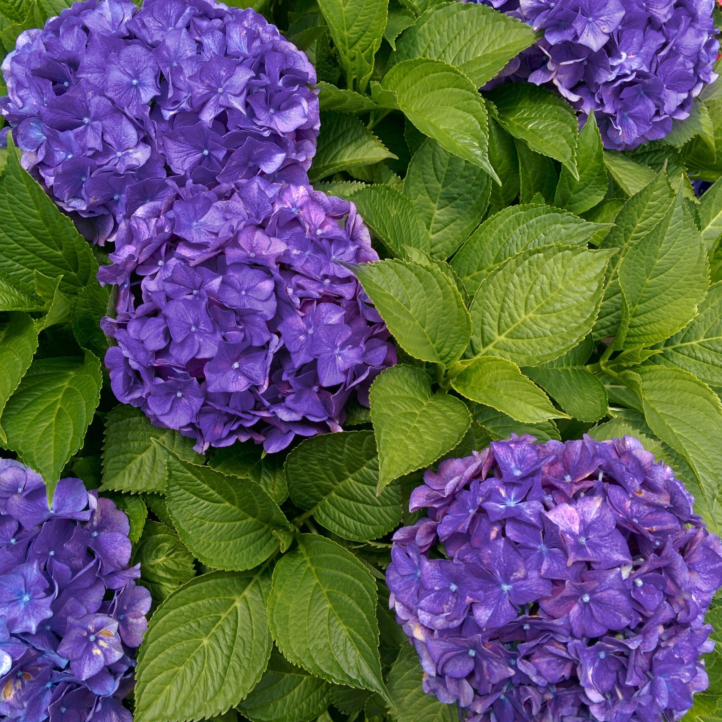 Bakker Hortensia Deep Purple Dance pot violet mi-ombre