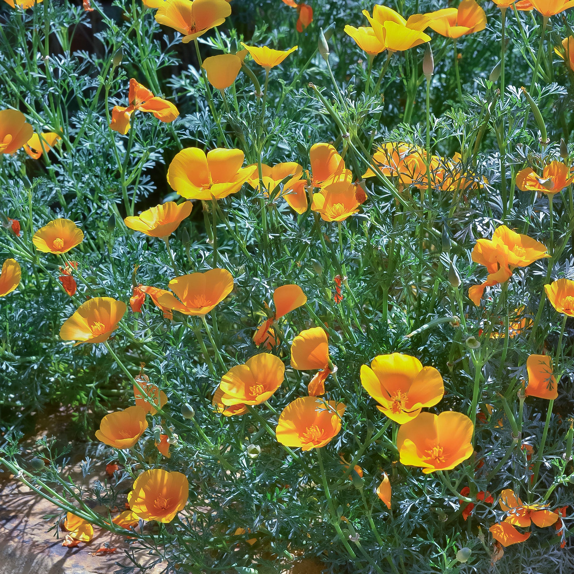 Bakker Pavot de Californie Aurantiaca graines orange 2g