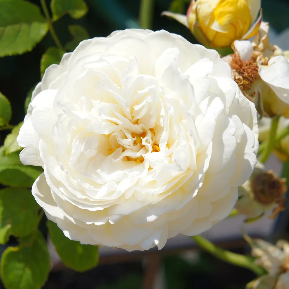 Bakker Rosier Claire Austin rose crème pot 4L