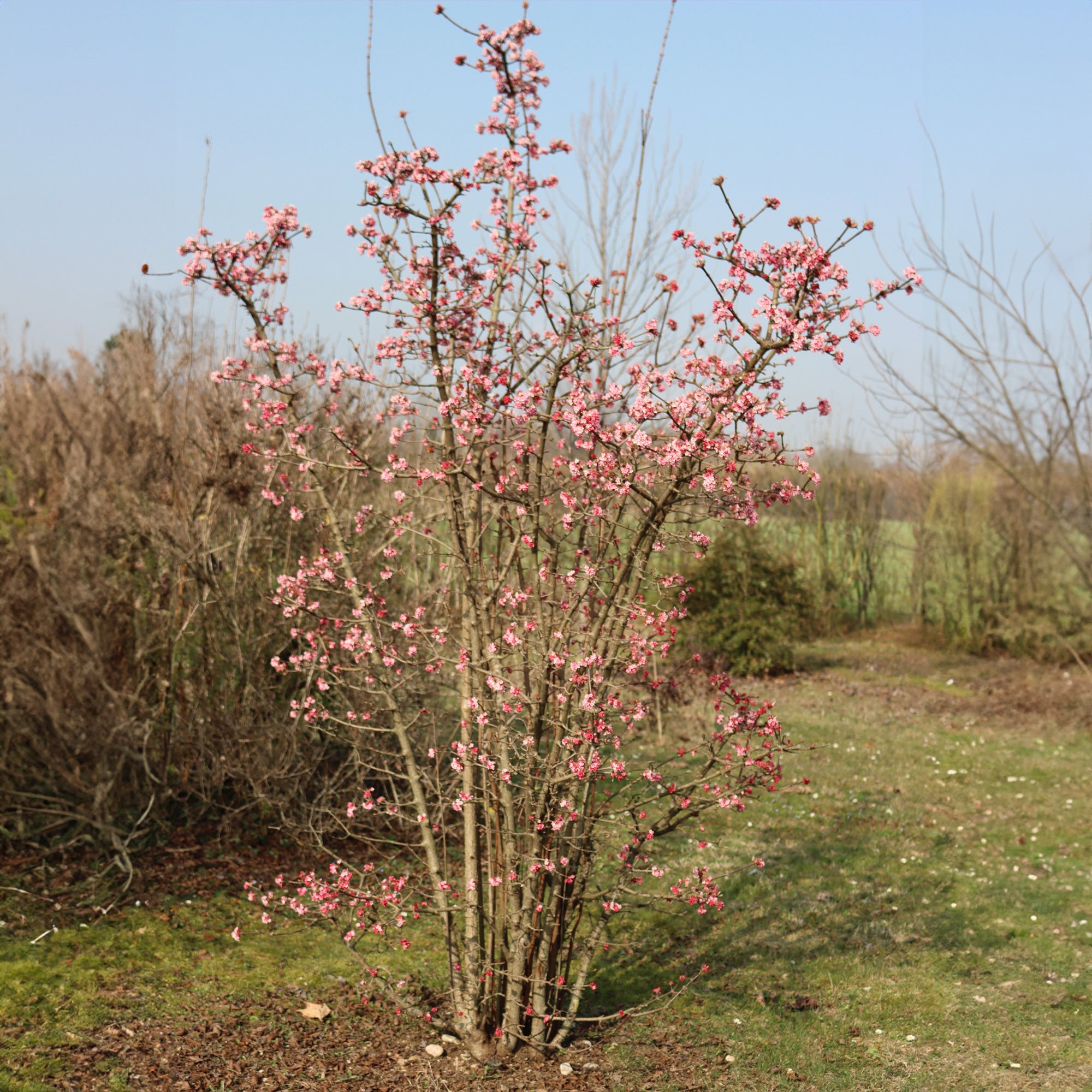 Bakker Viorne d'hiver Dawn arbuste pot 1.5L rose