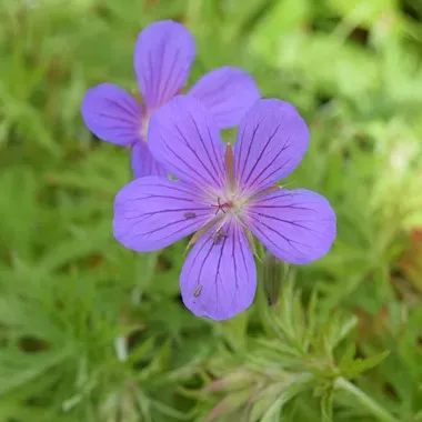 Passion Vivaces Geranium Nimbus plante vivace pot bleu pourpre