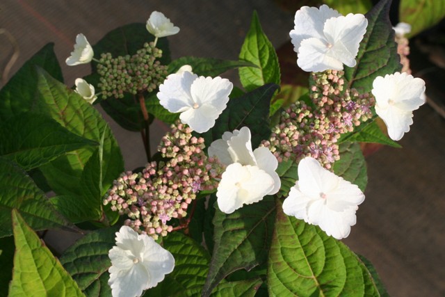 Les Hortensias du Haut Bois Intermedia hortensia serrata godet