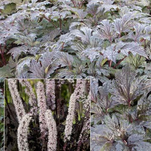 Bakker Cierge d'argent Carbonella vivace blanche pot 9cm