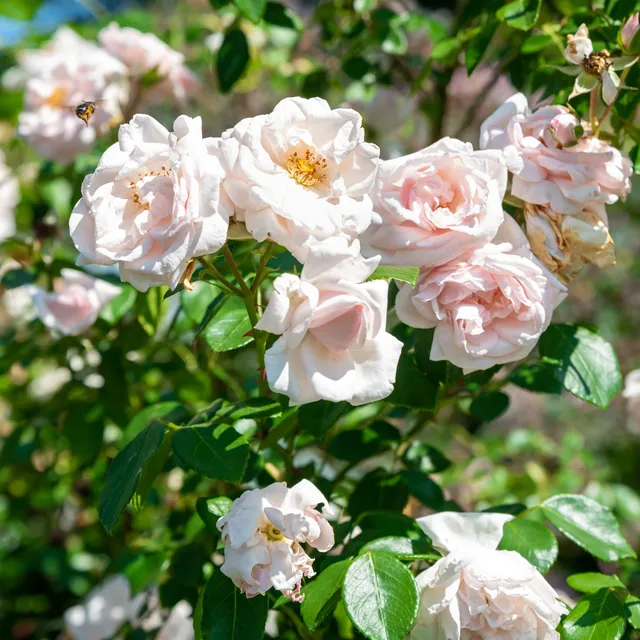 Bakker Rosier New Dawn grimpant pot 4L rose remontant