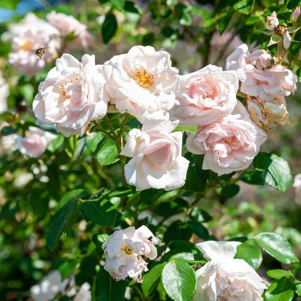 Bakker Rosier New Dawn grimpant pot 4L rose remontant