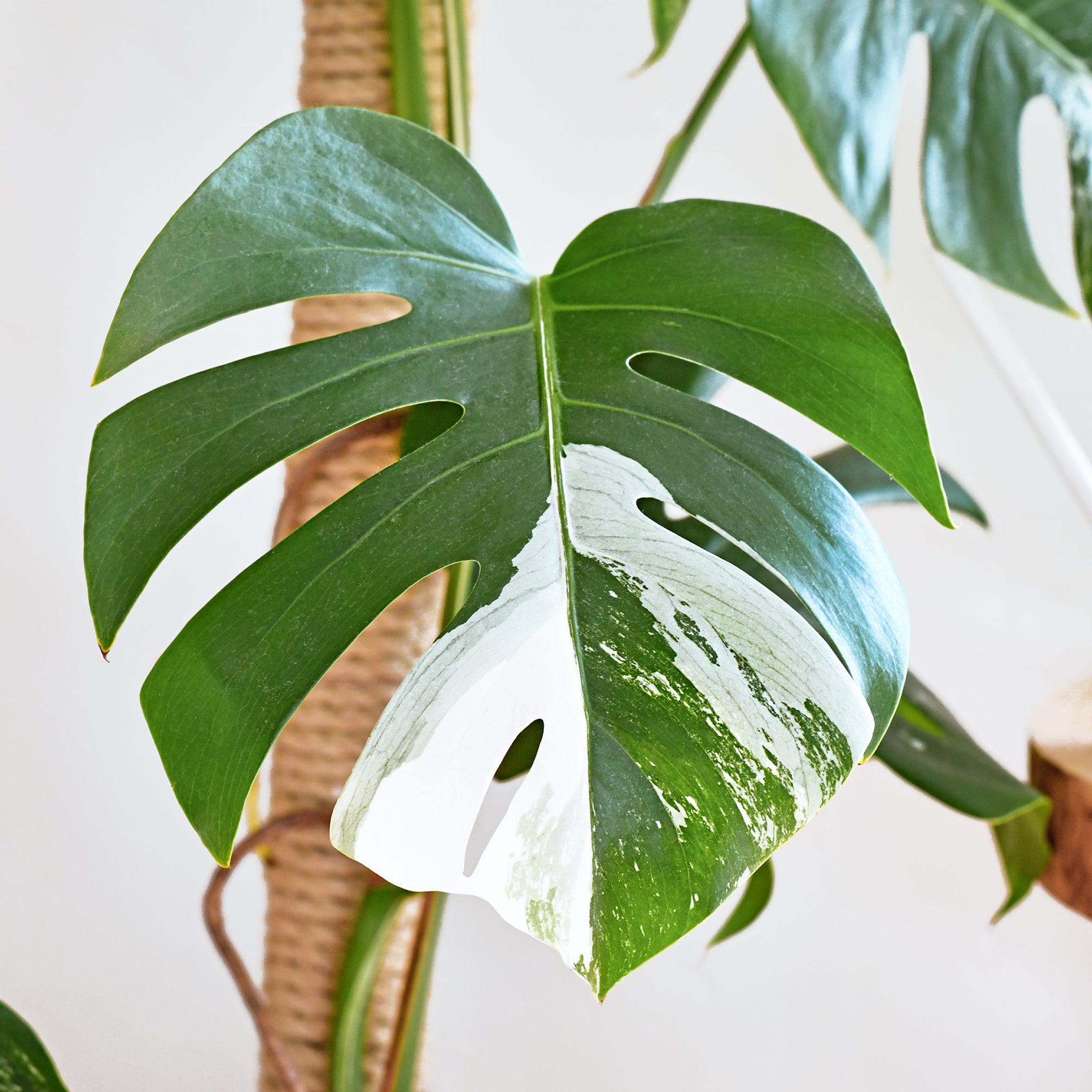 Bakker Plantes Monstera Deliciosa Variegata blanc pot 15cm