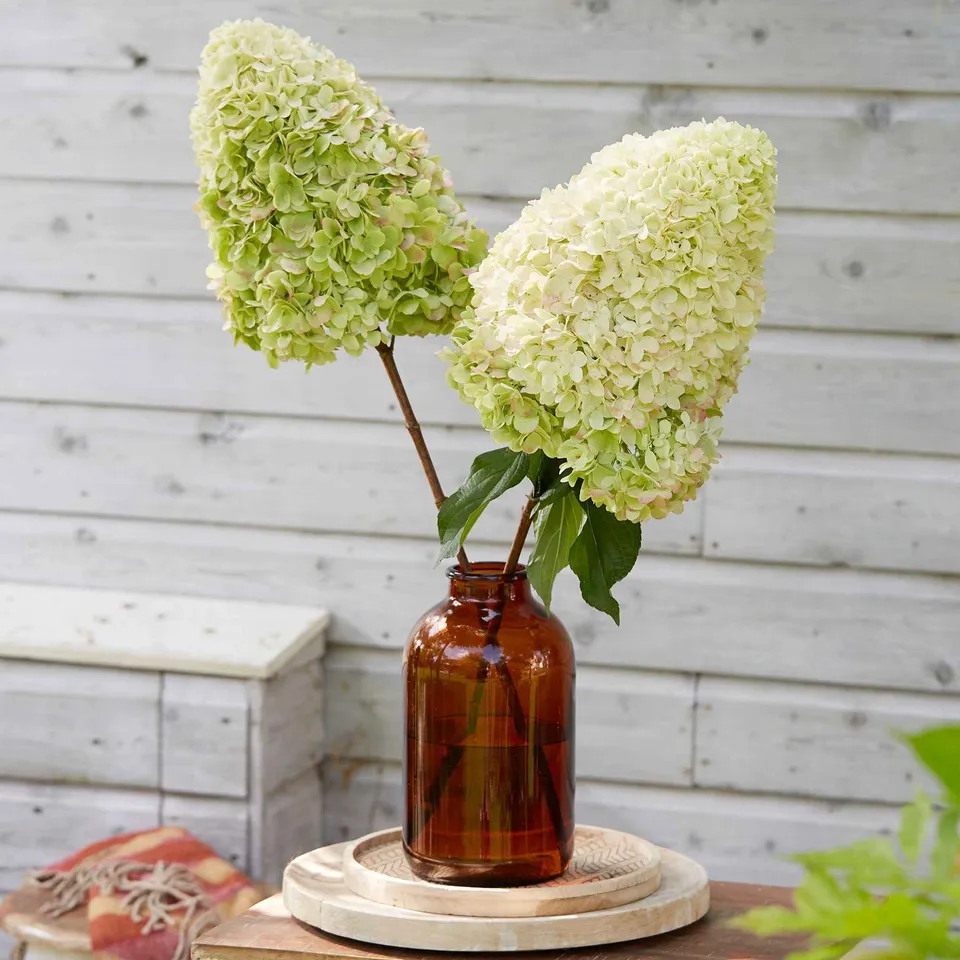 Bakker Hercules hortensia paniculé pot 9cm fleurs blanc rose