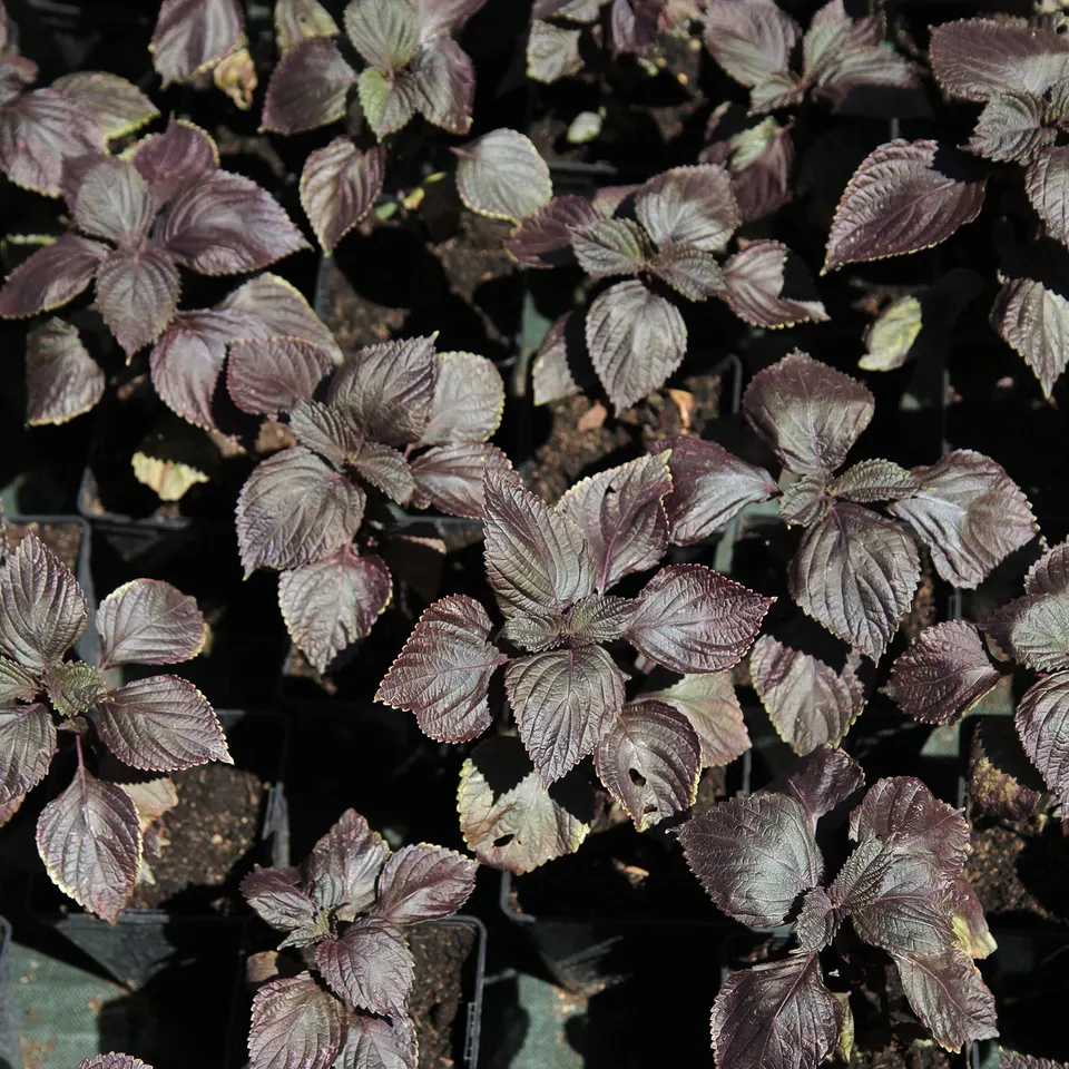 Bakker Perilla rouge Shiso graine aromatique sachet 0,5g