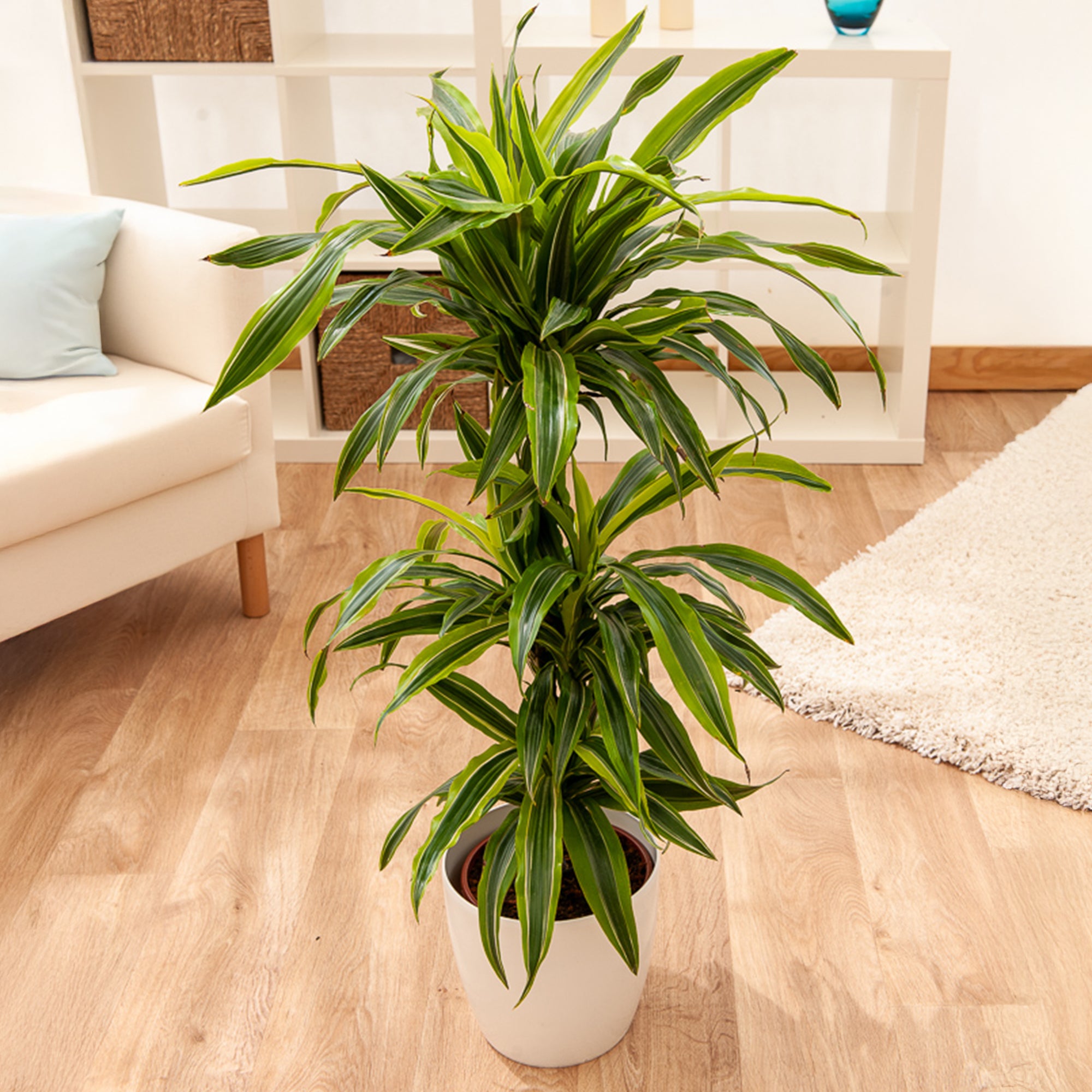 Bakker Dracaena Lemon Lime dragonnier pot Ø17cm panaché