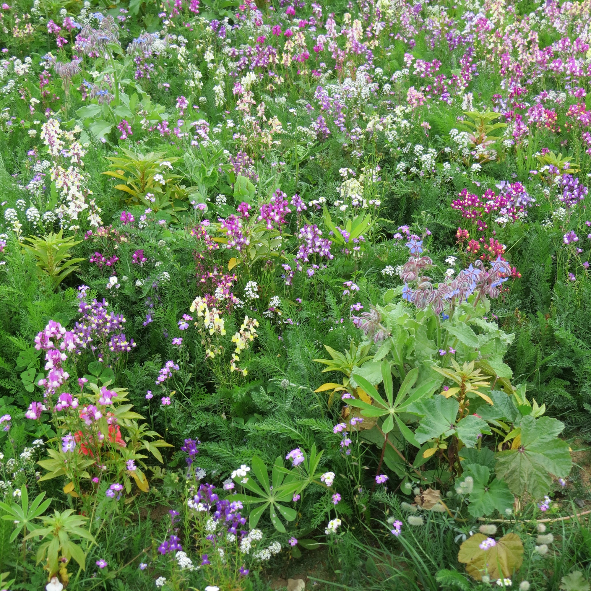 Bakker Mélange fleurs zones ombragées graines 20g 15m²